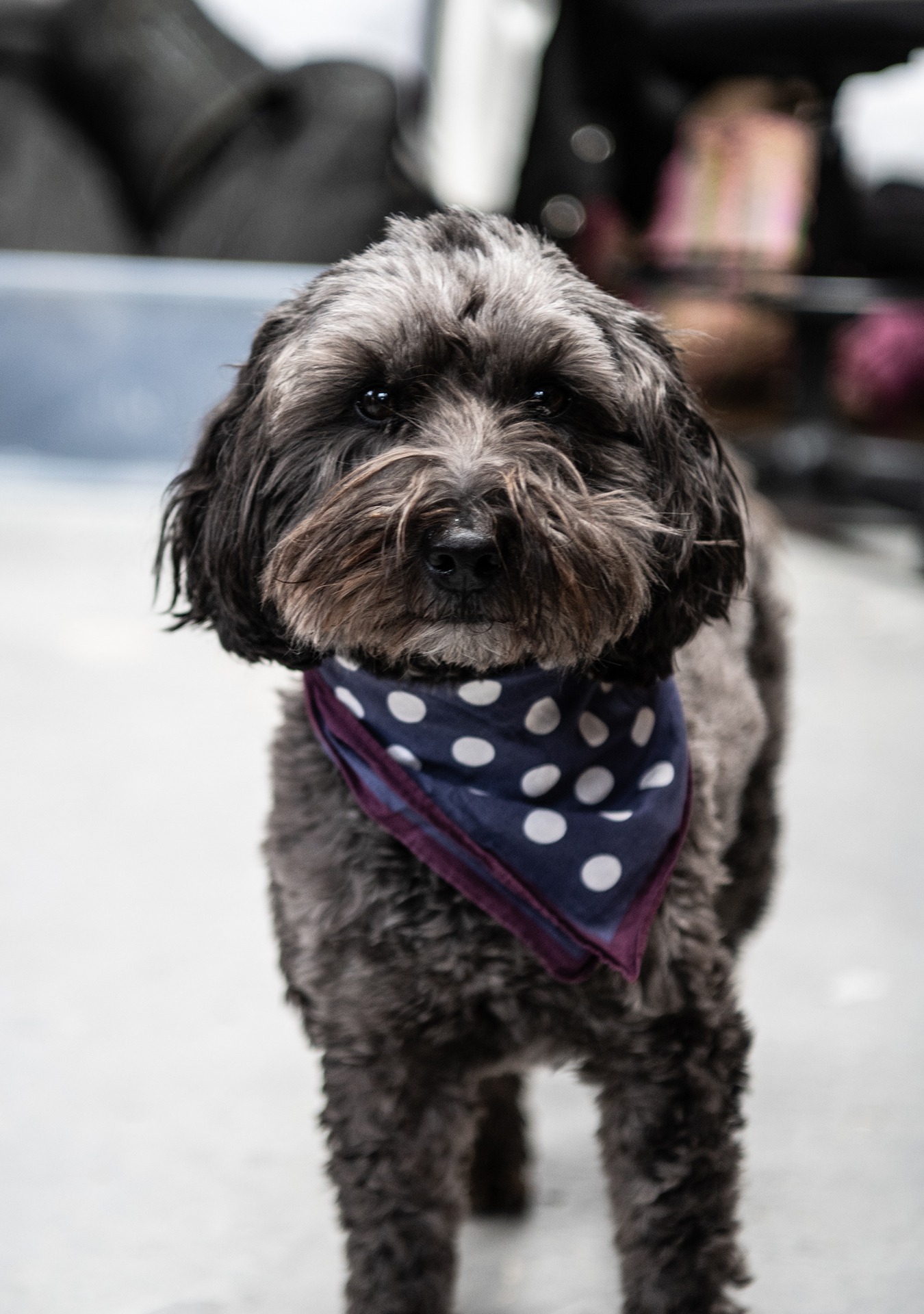 Macduff